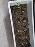 努拉派霍伦种菜盆花盆阳台种植神器蔬菜加厚长条长方形盆室内种植槽 中号：浅灰色 花盆1个(含托盘) 实拍图