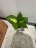 九千谷红掌绿植盆栽植物白掌粉黛一帆风顺花卉盆景3个组合源头直发 实拍图