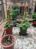 春草碧草莓苗四季草莓苗庭院阳台盆栽地栽奶油草莓苗水果四季可结果树苗  K巨星草莓苗 4颗草莓苗+4个盆 实拍图