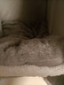 坏小宠 猫窝狗窝冬季宠物房子可拆洗狗猫房子狗窝夏季小型犬泰迪狗屋 S号7斤内可用（43*36*34cm） 实拍图