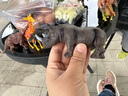 贝可麦拉（beikemaila）【精选】儿童仿真恐龙动物玩具模型早教认知过家家生日礼物男女孩 犀牛 实拍图