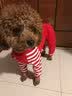 DADAGOU泰迪狗狗衣服贵宾春秋冬季装薄款宠物狗小型犬四脚腿衣比熊打底衫 滑板小子【红色】 L【体重6-8.5/胸围42/背长30】 实拍图