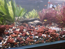 疯狂水草鱼缸造景装饰溪流石底部砂石天然溪流缸南美缸造景石乌龟躲避晒台 溪流缸造景套餐（60-70cm缸） 实拍图