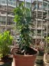 花竹恋杜鹃花四季开花盆栽花卉绿植阳台办公室红掌室内盆栽盆景大型绿植 飘香藤 含盆栽好发货高度40厘米左右 实拍图