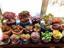 晶琳阳台花架防腐木花架户外双层花凳碳化实木花架室外落地室内置物架 双层120*50*60 实拍图