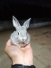 朗缤 兔子活体宠物兔活体新西兰肉兔公主兔小白荷兰侏儒活物兔子宠物 小灰公主兔2只（一公一母） 实拍图