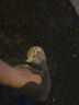 迈乐（Merrell）户外溯溪洞洞鞋HYDRO MOC毒液涉水鞋透气沙滩鞋凉鞋轻便溯溪鞋 J004602极影灰（女） 37 偏大一码 实拍图