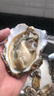 海鲜颂海鲜颂 生蚝鲜活 海蛎子牡蛎 冷水蚝烧烤食材 贝类 海鲜水产 刺身生蚝2.5kg（约15-25个） 实拍图