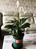 花竹恋杜鹃花四季开花盆栽花卉绿植阳台办公室红掌室内盆栽盆景大型绿植 一帆风顺白掌 含盆栽好发货高度40厘米左右 实拍图