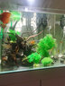 水族箱鱼池鱼缸水草箱造景仿真水草 人物假山珊瑚贝壳假鱼水草塑料水草 仿真植物 鱼缸布景 CL44七指草绿色 高40CM 实拍图