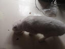 朗生猫粮 冻干鳕鱼真肉粮 全价全期成猫幼猫猫粮 1.6kg 实拍图