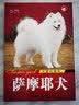 天使的微笑：萨摩耶犬 实拍图