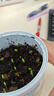 IAM City Farmer含羞草罐头 绿植花卉盆栽种子diy儿童种植小盆栽种植作业10065 实拍图