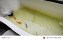 中国红冷水淡水观赏鱼锦鲤鱼活鱼金鱼小型好养红鲤鱼纯种小锦鲤 19-21cm长黑白黄红各一条 实拍图