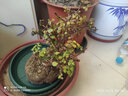 家中有果桌面花卉绿植盆栽 造型盆景 金枝玉叶  多肉植物盆景 白色塑料盆含金枝玉叶 不含盆 实拍图