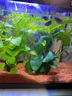 森森消化菌硝化细菌液体水族净化鱼缸非鱼药水质净水剂消化em菌 云系无味鲜活硝化菌【650ML】 实拍图