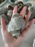 海味先生 海螺鲜活 大海螺肉 1500g 袋装 大海螺3斤（13-18只） 实拍图