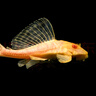 云峰海瑞清洁鱼活体热带鱼观赏鱼水族宠物工具鱼垃圾鱼老鼠鱼鱼缸除藻 女王大帆2条5-8cm 实拍图