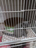 佩玛思特猫粮 深海鱼鸡肉系列 成猫幼猫低敏猫主粮 佩玛斯特 幼猫粮/怀孕母猫粮2kg 实拍图