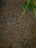 龟真寿赤玉土2.5kg 爬宠半水龟黄缘守宫角蛙  垫材保湿除臭颗粒土硬质 实拍图