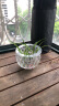 宝兰晶 玻璃水培瓶容器铜钱草植物绿萝花瓶透明客厅插花球摆件小田园风艺术 圆点肚径16.5cm(特大)无植物 实拍图