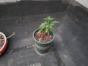 憶芗  环球加仑树脂塑料花盆带托盘 室内阳台盆栽月季君子兰花盘大号 1加仑不含拖 大 实拍图