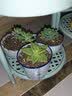 壹分皿多肉植物一整箱含盆带土新手套餐组合盆栽套装萌肉肉植物星辰园艺 礼盒装6颗组合随机不同品种50# 实拍图
