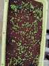 爱丽思（IRIS）种菜盆蔬菜种植箱塑料花盆特大号阳台种菜神器户外花箱种花菜盆 【1个】大(60cm长)浅米 送隔网 实拍图