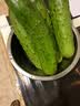 密园小农 密云本地7寸黄瓜 新鲜蔬菜 1.5kg 实拍图