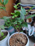 中梦香妃山茶花盆栽五色赤丹花卉植物室内茶花树苗  3年苗【品种备注】  不含盆 实拍图