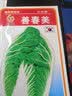凤鸣雅世 四季蔬菜种子都市菜园速生阳台农家庭院盆栽油菜菠菜芹菜香菜籽 韩国泡菜用大白菜种子10克 实拍图