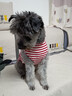 ISPET狗狗衣服宠物泰迪猫咪衣服金毛大中小型犬薄款四季通用&新疆棉 红色-部分码数升级两袖 2XL 建议14-20斤 实拍图