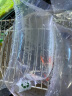 卡奇鱼 斑马鱼 淡水鱼 观赏鱼 小型鱼 热带鱼 蝶翼斑马荧光斑马好养易活 红蝶翼斑马2条（3-4cm） 实拍图