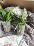 御春阁蝴蝶兰花苗盆栽室内观花植物桌面阳台年宵花卉四季开花绿植花卉 粉黛丽蝴蝶兰+透明原盆+原土 实拍图