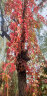 爱丽思 塑料花盆托盘圆形 加厚花卉底座花盘底托阳台盆栽接水盘彩色花托 5号米色-内径11cm 实拍图
