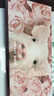 完美日记（PERFECT DIARY）探险家十二色动物眼影盘猫咪小猪百搭生日礼物送女友 【HOT】小猪(粉色玫瑰盘) 实拍图