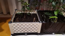易栽乐（Yizail） 2.5S种植箱阳台种菜种花花盆学校绿化园艺用品屋顶阳台菜园 单格种植箱 40*40*26cm 实拍图