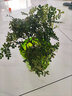 欧芽清香胡椒木植物办公室桌面绿植花卉 盆栽室内客厅 清香木3年苗【绿色螺纹盆】 含盆 实拍图