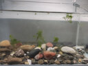 森森（SUNSUN）鱼缸水族箱超白玻璃水草缸造景桌面缸 超白420裸缸(42.6*23.6*28cm) 实拍图