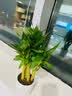 行湘荷花竹盆栽水培绿植盆栽观叶植物 荷花竹5棵+菱形陶瓷盆 源头直发 实拍图
