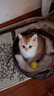 松宠金渐层猫咪英短蓝猫沐浴露成幼美毛香波洗澡用品 金渐层猫咪浴液 实拍图