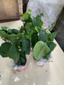 御春阁 龙吐珠 花苗四季花苗白花红芯阳台庭院花卉麒麟盆栽爬藤灯笼红花 龙吐珠带原盆原土发货 实拍图