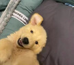果粒之星纯种金毛犬活体宠物狗幼崽家养金毛幼犬寻回犬沙滩金枫叶红大型犬 血统级 实拍图