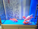 森森（SUNSUN）鱼缸水族箱含鱼缸过滤器灯大型金鱼缸 宝马灰 新时尚1米长41.6cm宽底滤 带棉+滤材 实拍图