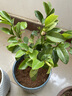含笑苗 芳香花卉盆栽苗 含笑树苗 阳台庭院室内 办公室盆栽浓香绿植清香木盆栽 常春藤绿植 4年苗花多 不含盆 实拍图