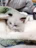 嬉皮狗（hipidog）宠物冬天毛毯猫毯子猫咪狗狗毯子小被子猫窝猫垫子保暖用睡垫地垫 暖冬绿 S：36*50cm 实拍图