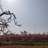 探险者（TAN XIAN ZHE）天幕帐篷户外露营黑胶天幕防晒遮阳棚便携野餐桌椅套装八角蝶形 20㎡黑胶天幕地席套餐 实拍图
