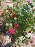 欧芽蔷薇花苗藤本月季花树特大庭院爬藤植物阳台花卉爬墙玫瑰耐寒盆栽 蒂娜(大花) 1.3-1.5米高度 实拍图