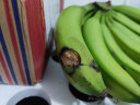 高山香蕉 香甜香蕉banana 当季新鲜水果芭蕉 生果 3斤 （收到需催熟食用） 晒单实拍图