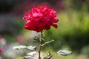 中一（zhongyi） 中一光学 85mm F2.0全画幅人像手动对焦镜头EF\AI\FE\FX 尼康口-黑色 标配 实拍图
